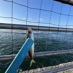 アジしか勝たん