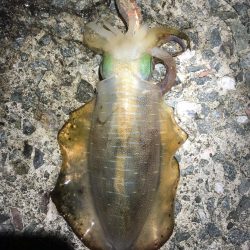 2024 佐渡ヶ島エギング 18回目【10月1日】