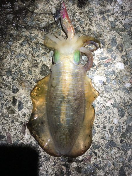 2024 佐渡ヶ島エギング 18回目【10月1日】