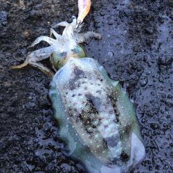 2024 佐渡ヶ島エギング 21回目【10月5日】