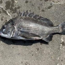 イチノ兄弟、釣果！