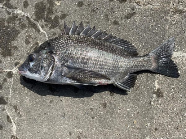 イチノ兄弟、釣果！