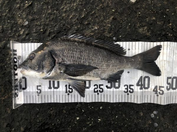 イチノ兄弟、釣果!