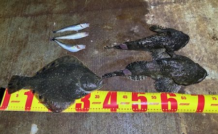 遂に出た！！マツカワガレイ！！カジカ！！コ…