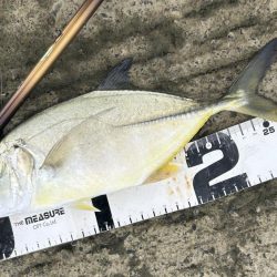 デカメッキと3種コンプ!