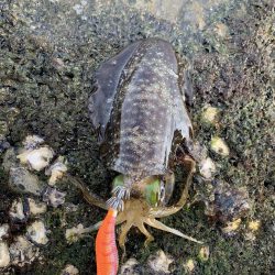 サーフエギング