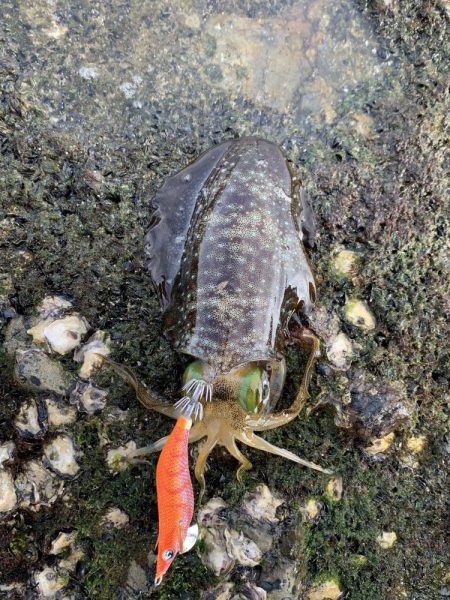 サーフエギング