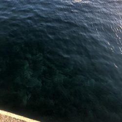 エギング　佐渡遠征④