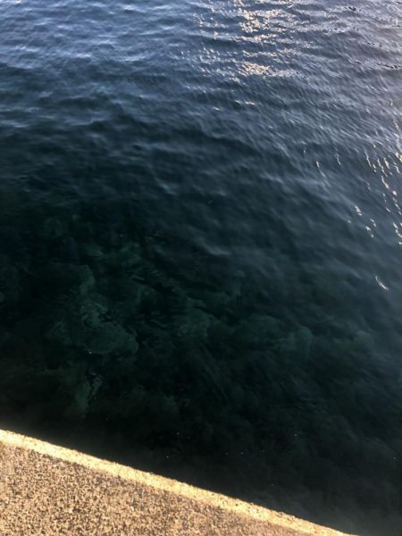 エギング　佐渡遠征④