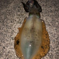 エギング 佐渡遠征⑥