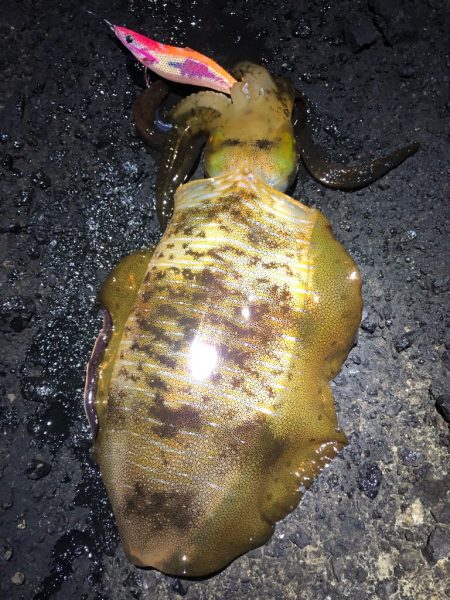 2024 佐渡ヶ島エギング 29回目【10…