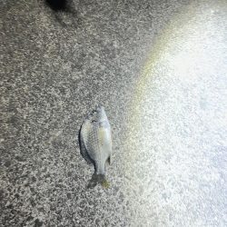 シーバス、、、?