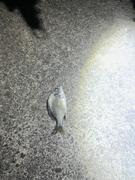 シーバス、、、?