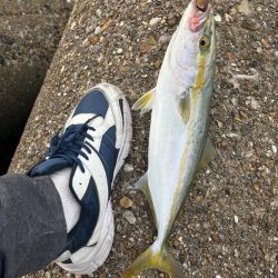 青物(ツバス)①