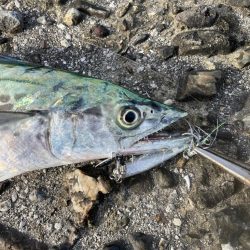 泉佐野一文字!!