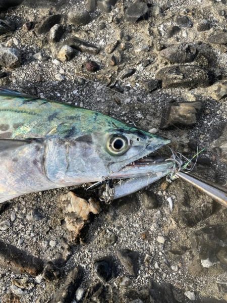 泉佐野一文字!!