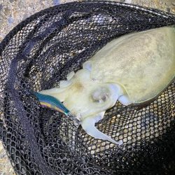 秋🦑 アオリイカ &コウイカ (^.^)