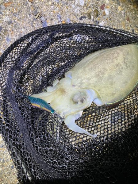 秋🦑 アオリイカ &コウイカ (^.^)