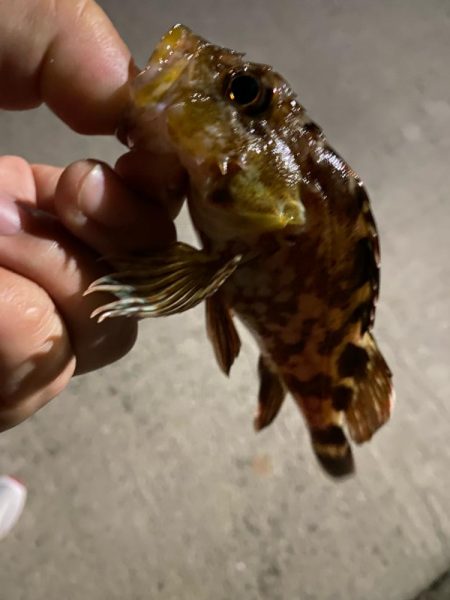 そろそろ姫路でもアジが釣れても良いんじゃな…