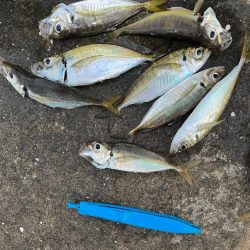 アジング　好調です♪