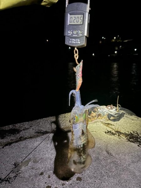 【伊根エリア】秋イカ探し