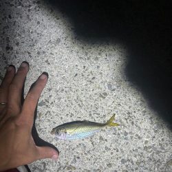 イカとアジを求めて