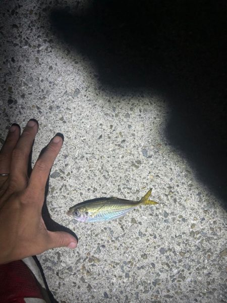 イカとアジを求めて