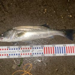 久しぶりのシーバス