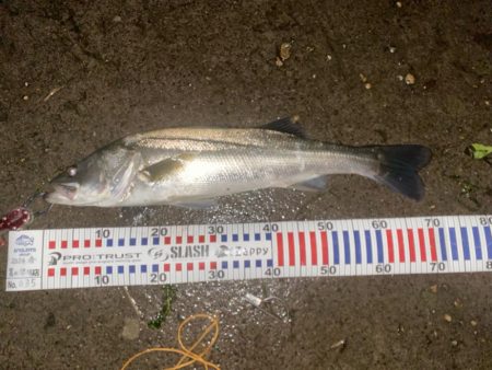 久しぶりのシーバス