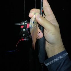 養老遠征エギング