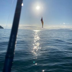 アオリイカ連敗…コウイカ2連勝…