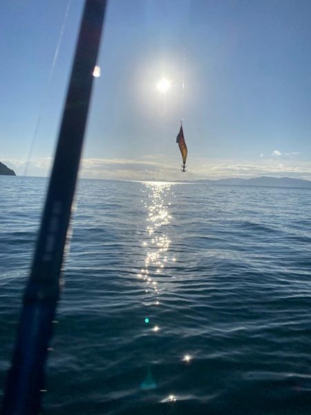 アオリイカ連敗…コウイカ2連勝…