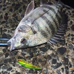 激渋の中粘って釣ったチヌ!