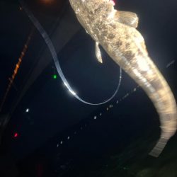 汽水湖の奥でマゴチ!!