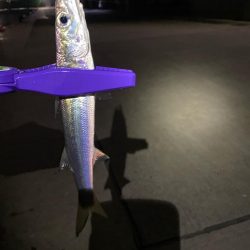 エギn…アジング!