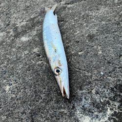 丸々太ったオーバーサイズカマス!