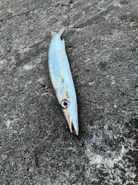 丸々太ったオーバーサイズカマス!