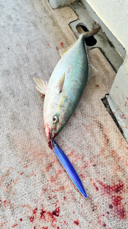 ハマチ/ジギング