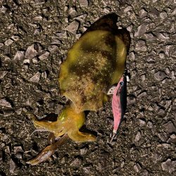 ぼっちエギング