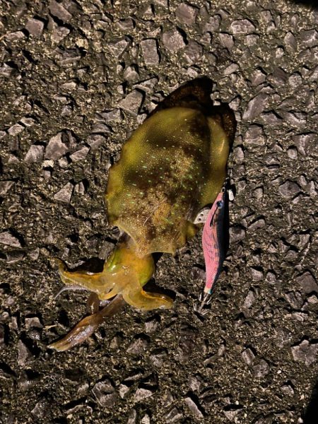 ぼっちエギング