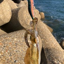 秋🦑　デイエギング(^^)