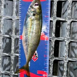 魚津港 フカセ夕釣り