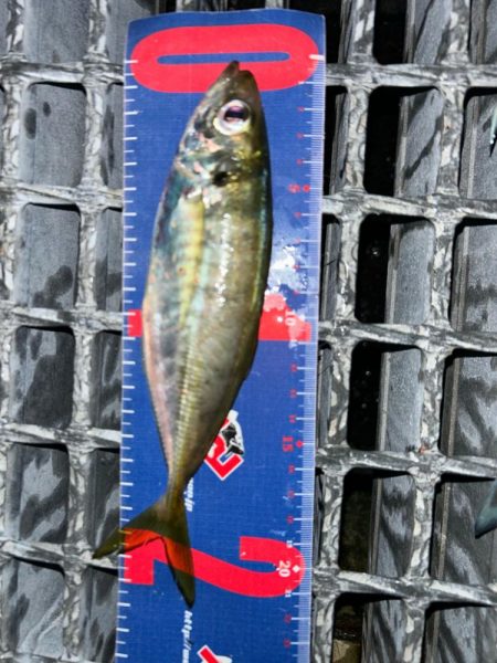 魚津港 フカセ夕釣り