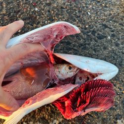 一投目からくるか!