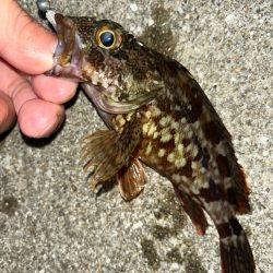 去年と違い渋い・・・