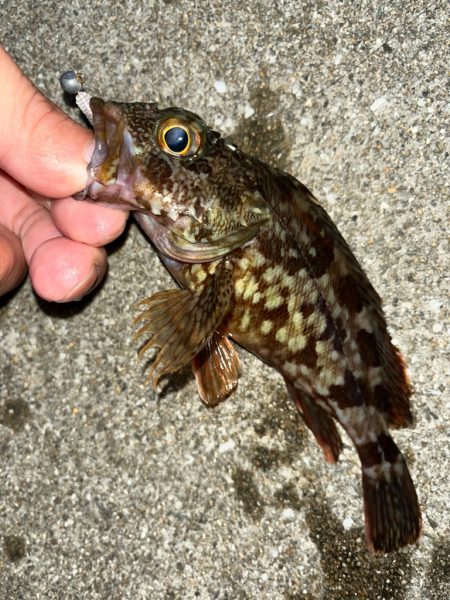 去年と違い渋い・・・