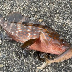 デイアコウがんばる・・・アコウ2+ガシラ複数