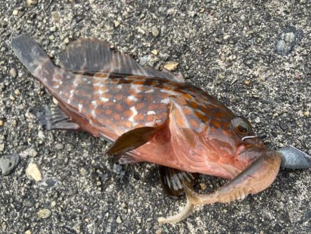 デイアコウがんばる・・・アコウ2＋ガシラ複…