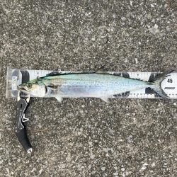 久しぶりの青牙&鰤族マルチ。。