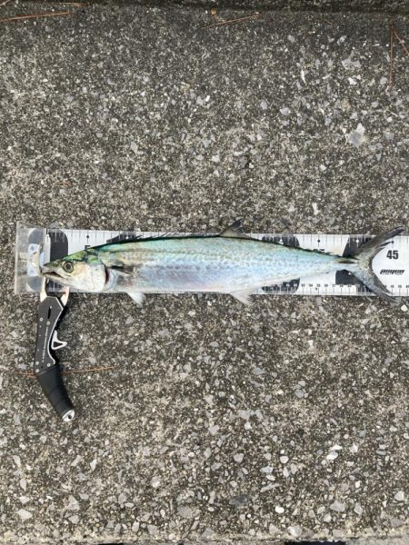 久しぶりの青牙&鰤族マルチ。。